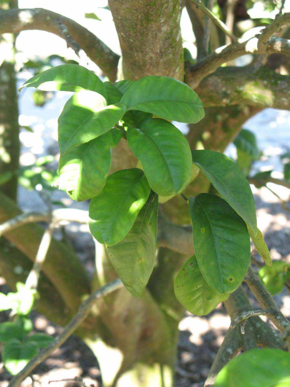              Shade leaves (Bouquet de Fleurs, Winter Haven, FL)       